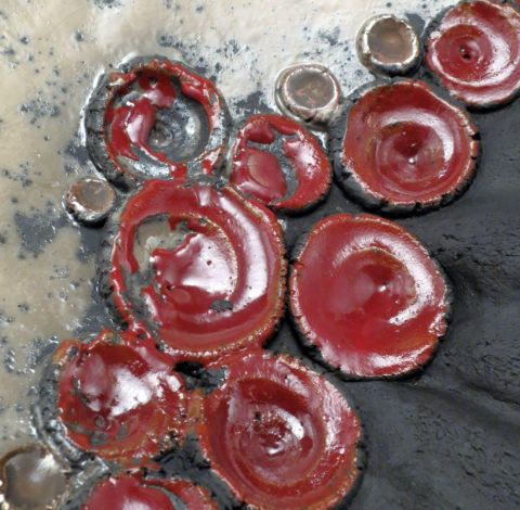 Cup Coral Bowl (Center) - Ildikó Károlyi